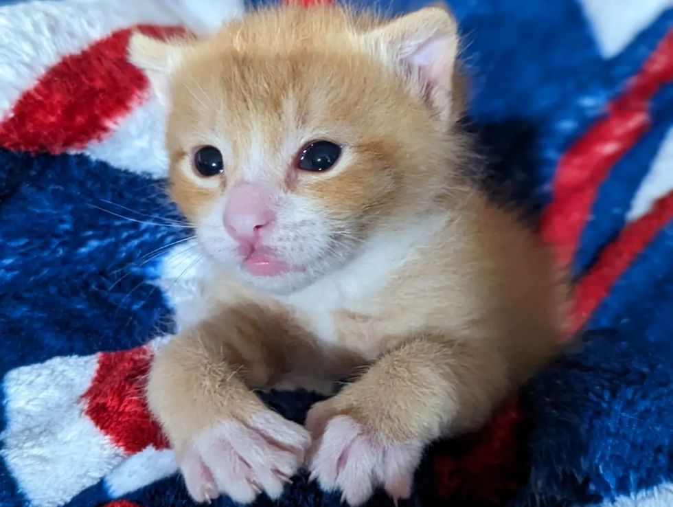 1690011362_683_Gatinho-chamado-Macarrao-tem-muitos-dedos-encontra-uma-pessoa-gentil Gatinho chamado 'Macarrão' tem muitos dedos, encontra uma pessoa gentil para ajudá-lo para que ele possa correr como outros gatinhos