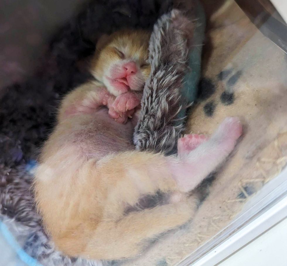 1690011362_908_Gatinho-chamado-Macarrao-tem-muitos-dedos-encontra-uma-pessoa-gentil Gatinho chamado 'Macarrão' tem muitos dedos, encontra uma pessoa gentil para ajudá-lo para que ele possa correr como outros gatinhos