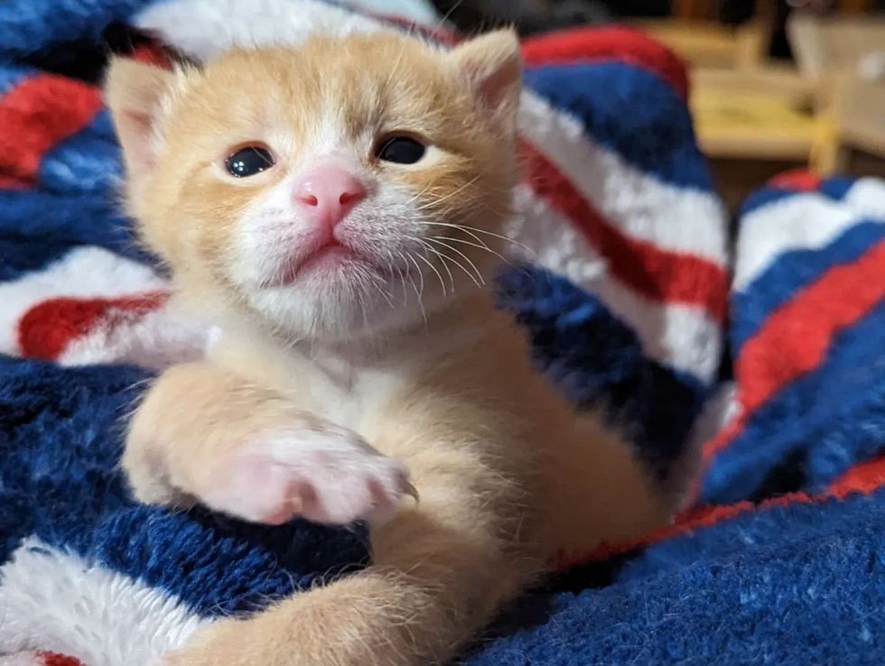 1690011363_400_Gatinho-chamado-Macarrao-tem-muitos-dedos-encontra-uma-pessoa-gentil Gatinho chamado 'Macarrão' tem muitos dedos, encontra uma pessoa gentil para ajudá-lo para que ele possa correr como outros gatinhos