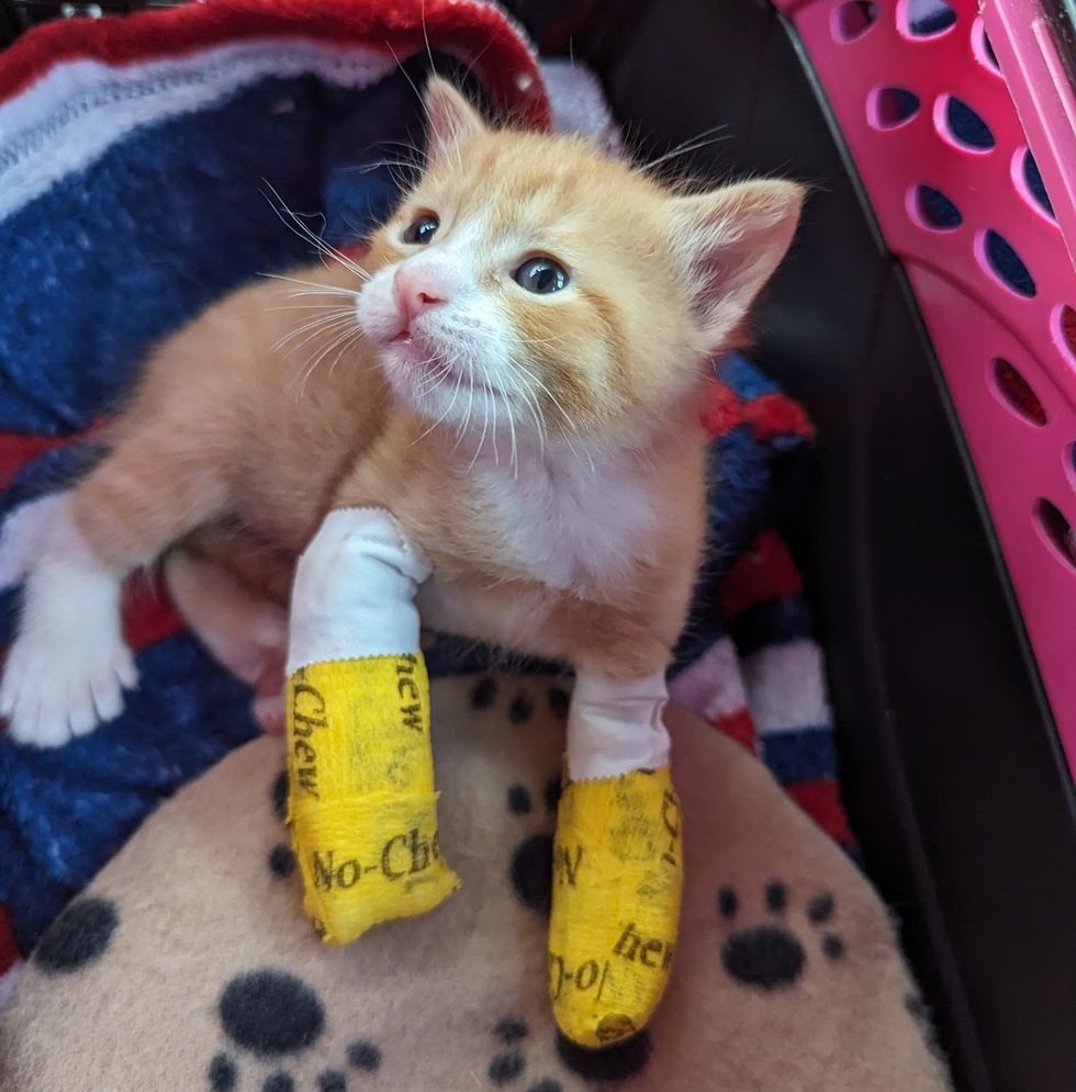 1690011363_472_Gatinho-chamado-Macarrao-tem-muitos-dedos-encontra-uma-pessoa-gentil Gatinho chamado 'Macarrão' tem muitos dedos, encontra uma pessoa gentil para ajudá-lo para que ele possa correr como outros gatinhos