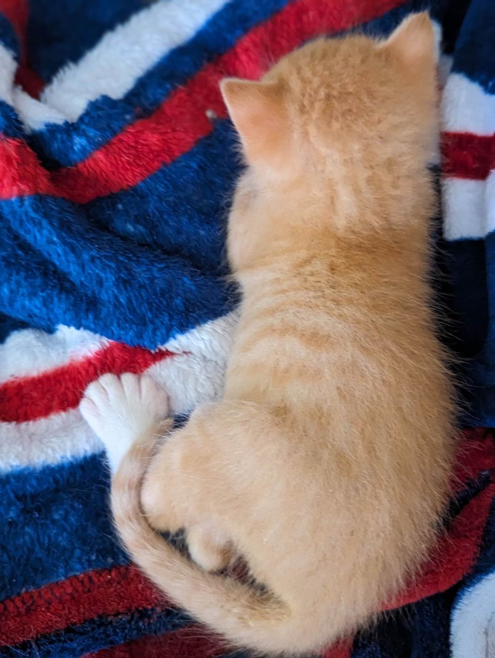 1690011363_613_Gatinho-chamado-Macarrao-tem-muitos-dedos-encontra-uma-pessoa-gentil Gatinho chamado 'Macarrão' tem muitos dedos, encontra uma pessoa gentil para ajudá-lo para que ele possa correr como outros gatinhos