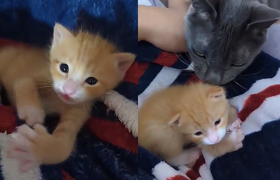 1690011363_804_Gatinho-chamado-Macarrao-tem-muitos-dedos-encontra-uma-pessoa-gentil Gatinho chamado 'Macarrão' tem muitos dedos, encontra uma pessoa gentil para ajudá-lo para que ele possa correr como outros gatinhos