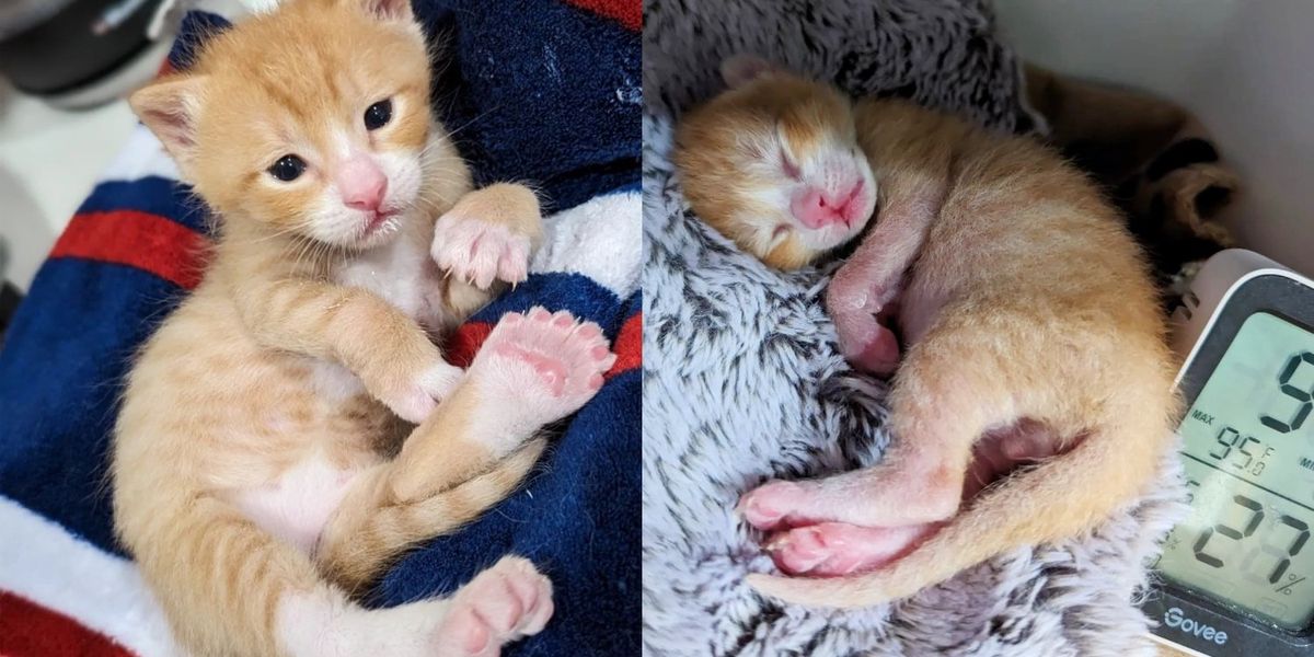 Gatinho chamado 'Macarrão' tem muitos dedos, encontra uma pessoa gentil para ajudá-lo para que ele possa correr como outros gatinhos