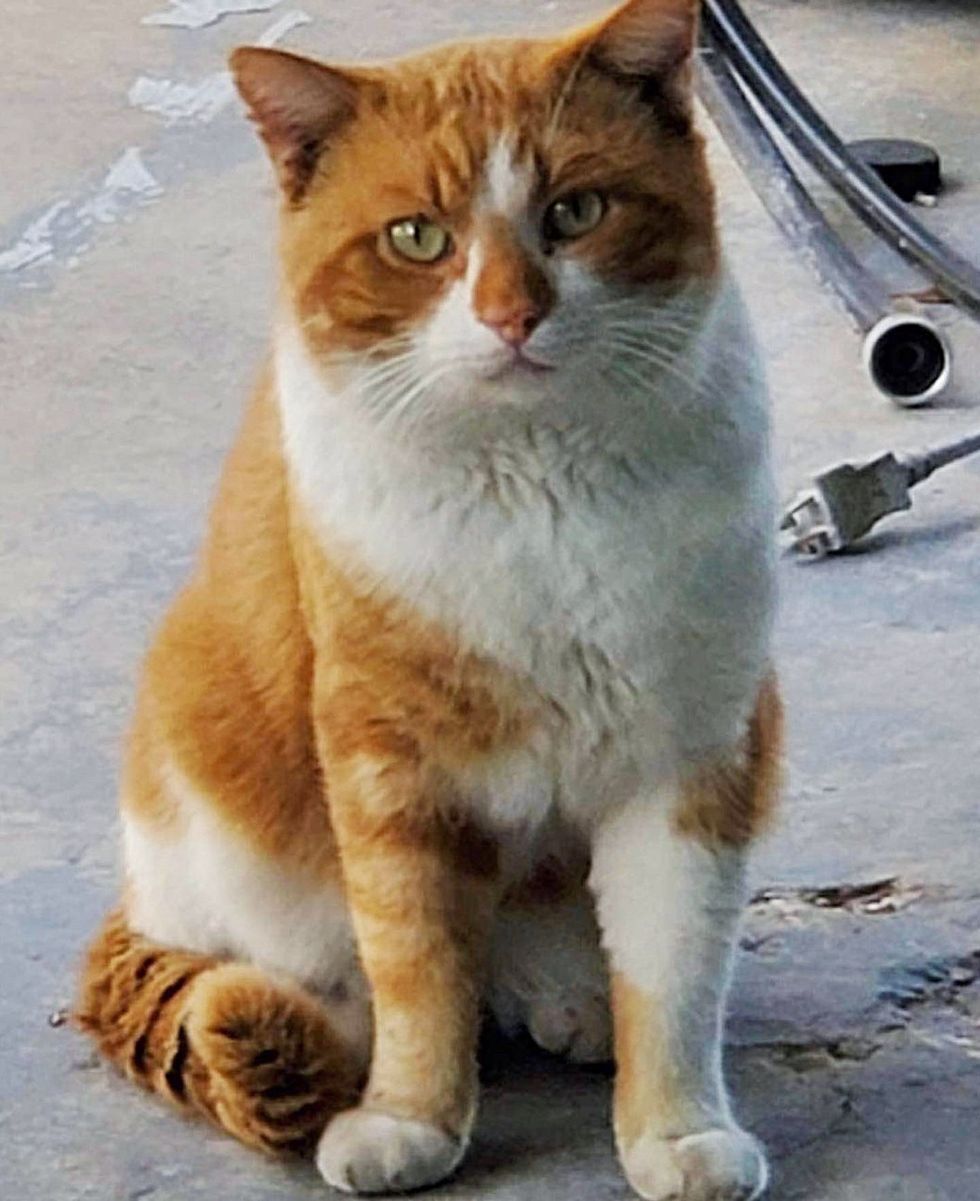 1690018710_540_Gato-brilha-quando-nao-esta-mais-do-lado-de-fora Gato brilha quando não está mais do lado de fora e começa a gostar de gatinhos, um deles é obcecado por ele