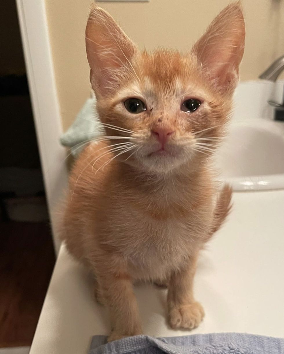 1690018711_767_Gato-brilha-quando-nao-esta-mais-do-lado-de-fora Gato brilha quando não está mais do lado de fora e começa a gostar de gatinhos, um deles é obcecado por ele