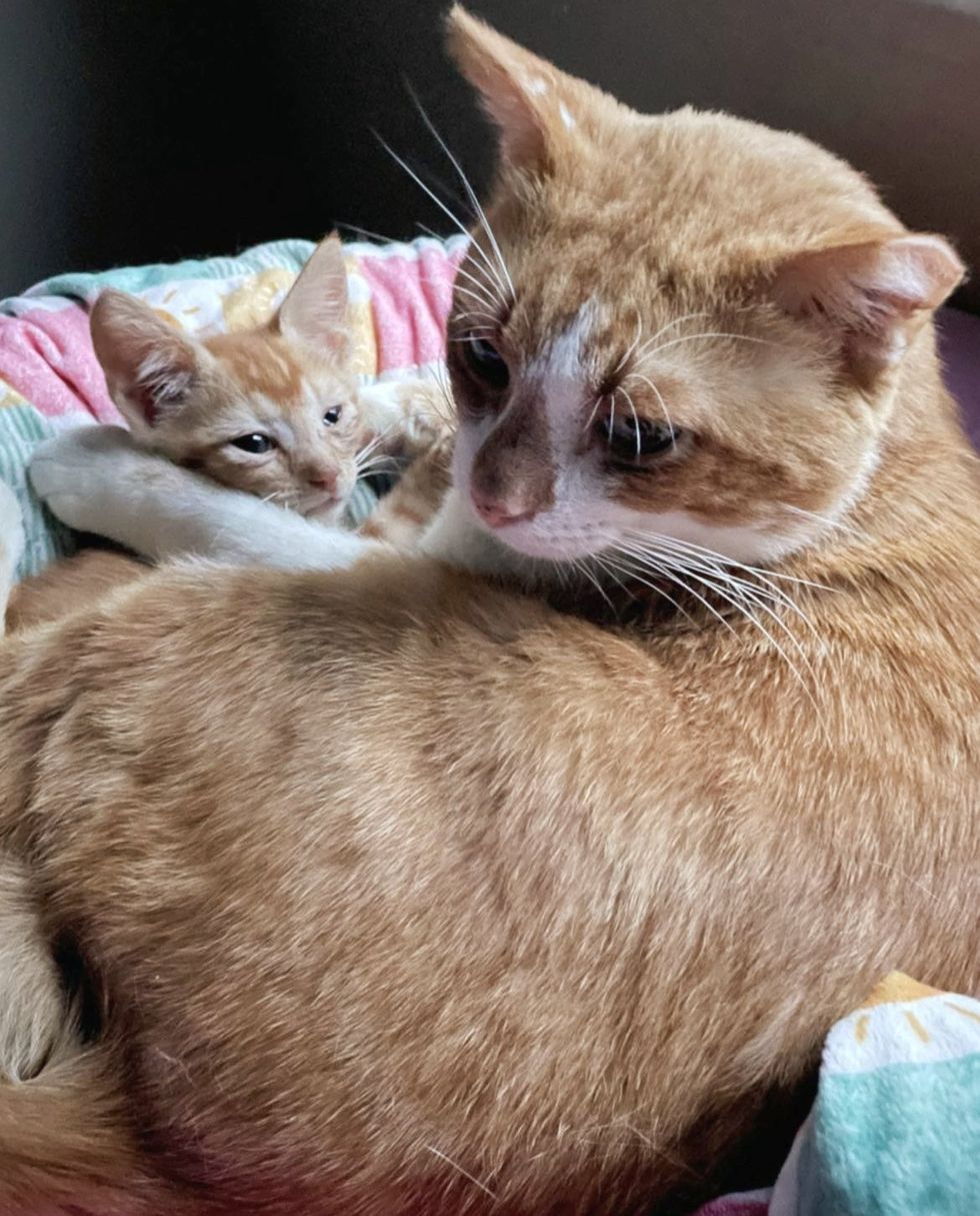 1690018712_78_Gato-brilha-quando-nao-esta-mais-do-lado-de-fora Gato brilha quando não está mais do lado de fora e começa a gostar de gatinhos, um deles é obcecado por ele