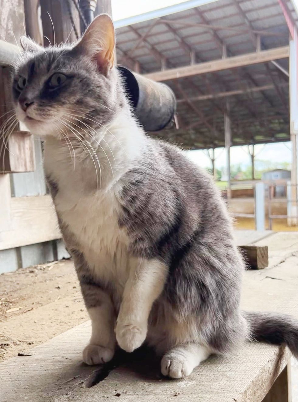 1690022379_276_Gata-foi-devolvida-varias-vezes-e-se-perdeu-equipes-de Gata foi devolvida várias vezes e se perdeu, equipes de resgate investigam sua história e encontram o lugar perfeito para ela