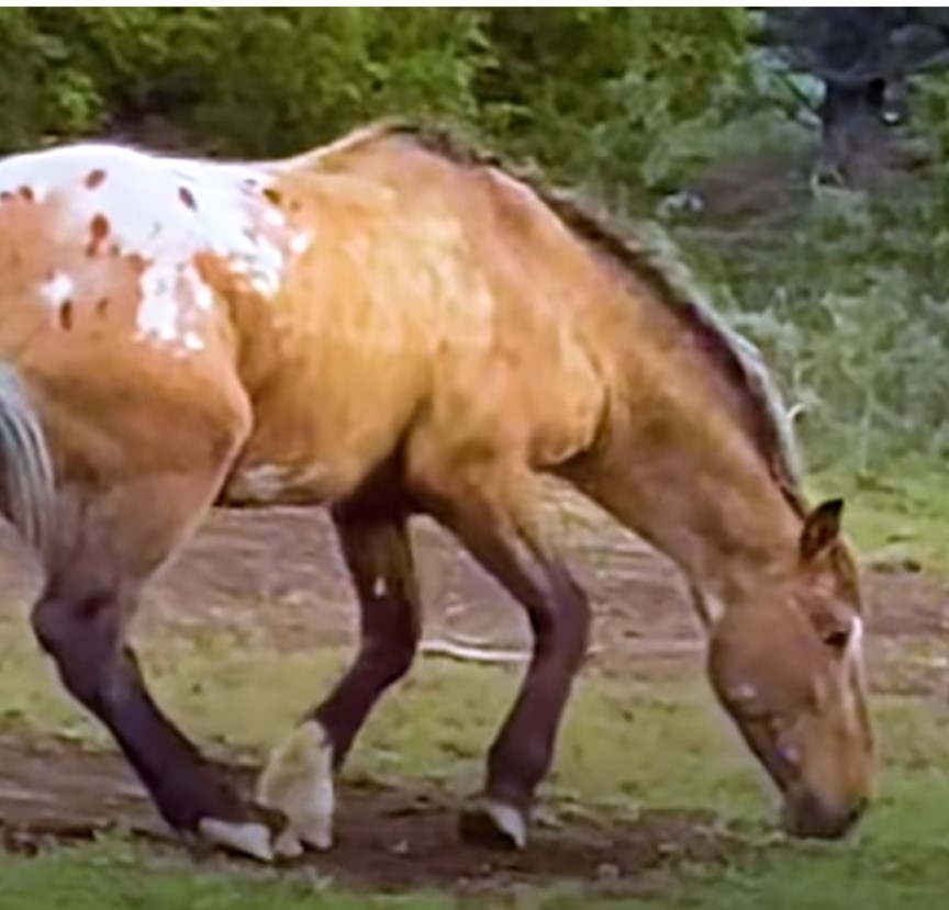 1690051576_11_Cavalo-selvagem-tirado-da-alma-gemea-anos-atras-a-ve Cavalo selvagem tirado da “alma gêmea” anos atrás a vê no campo e não perde tempo em alcançá-la