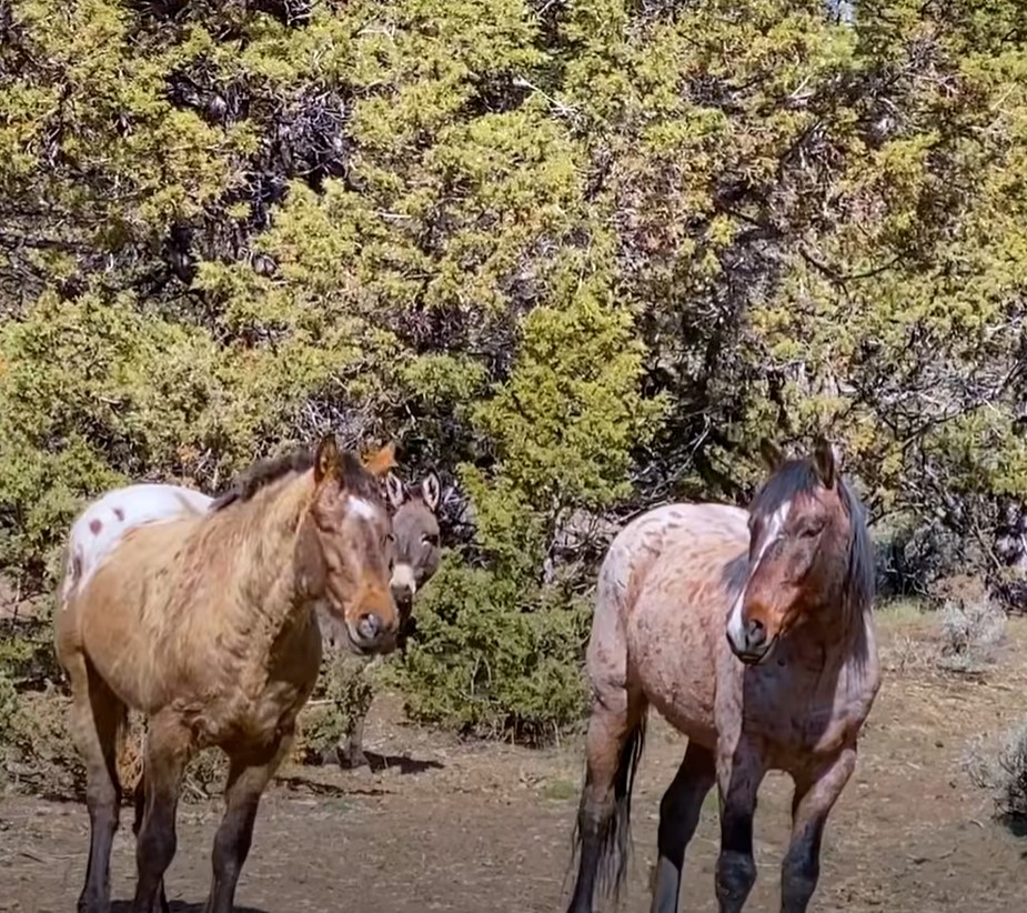 1690051576_294_Cavalo-selvagem-tirado-da-alma-gemea-anos-atras-a-ve Cavalo selvagem tirado da “alma gêmea” anos atrás a vê no campo e não perde tempo em alcançá-la