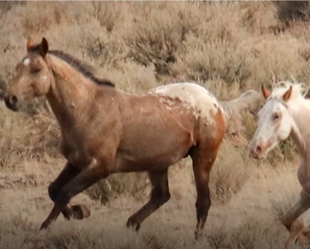 1690051576_644_Cavalo-selvagem-tirado-da-alma-gemea-anos-atras-a-ve Cavalo selvagem tirado da “alma gêmea” anos atrás a vê no campo e não perde tempo em alcançá-la