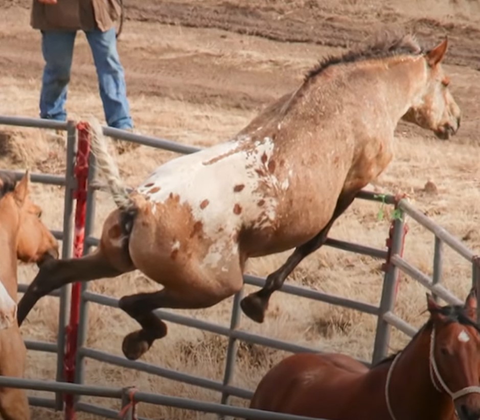 1690051576_978_Cavalo-selvagem-tirado-da-alma-gemea-anos-atras-a-ve Cavalo selvagem tirado da “alma gêmea” anos atrás a vê no campo e não perde tempo em alcançá-la