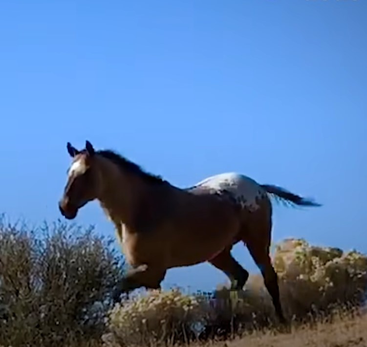 1690051577_216_Cavalo-selvagem-tirado-da-alma-gemea-anos-atras-a-ve Cavalo selvagem tirado da “alma gêmea” anos atrás a vê no campo e não perde tempo em alcançá-la