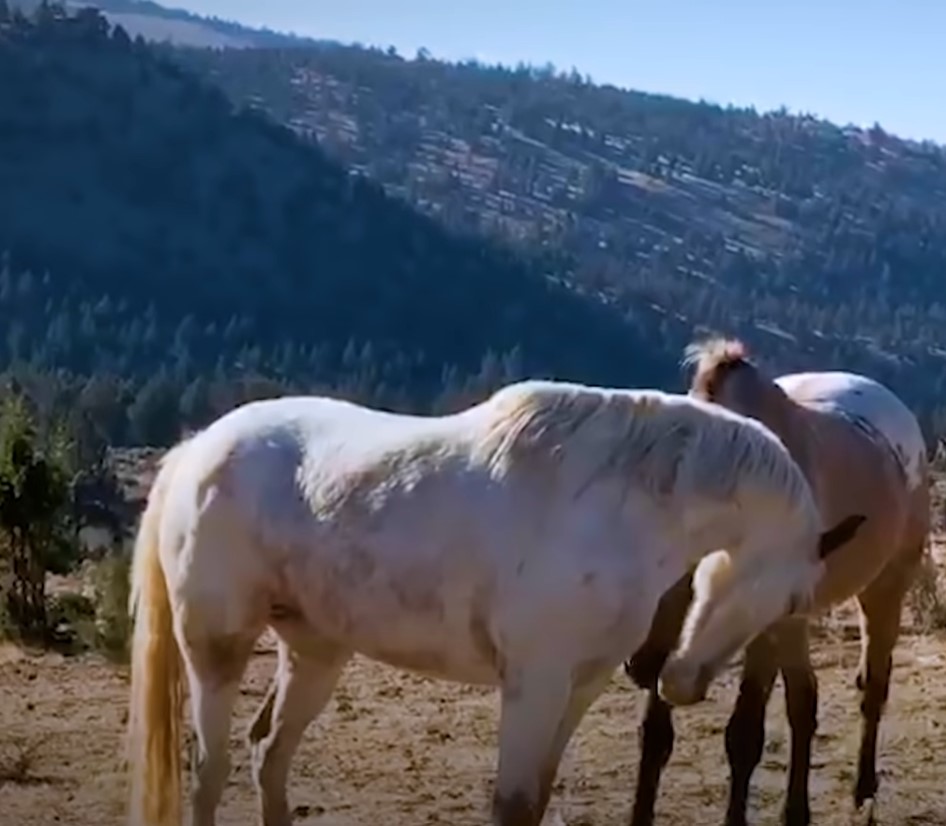 1690051577_735_Cavalo-selvagem-tirado-da-alma-gemea-anos-atras-a-ve Cavalo selvagem tirado da “alma gêmea” anos atrás a vê no campo e não perde tempo em alcançá-la