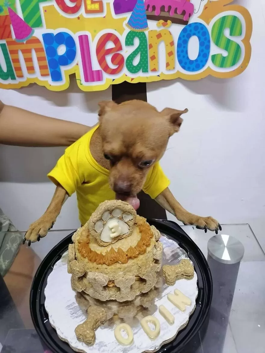 1690479690_90_Cachorrinho-nao-acredita-que-ganhou-festa-de-aniversario-surpresa.webp Cachorrinho não acredita que ganhou festa de aniversário surpresa