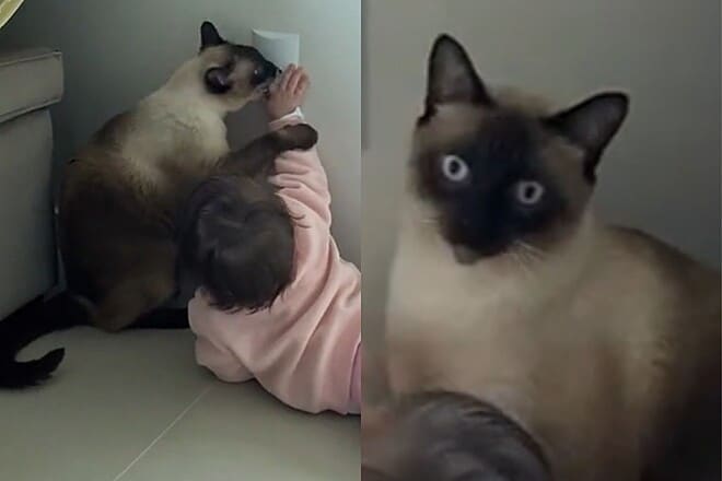 Gatinho cuidadoso tenta ensinar bebê a não colocar a mão na tomada