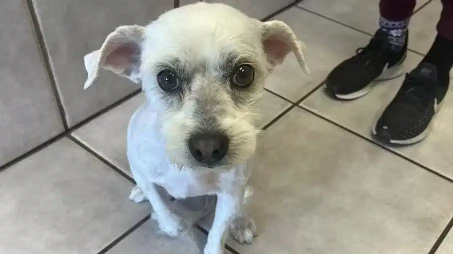 Cachorro fica irreconhecível após perder dois quilos de pelos: 'Um mundo novo'