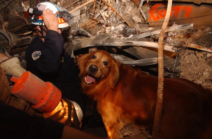 911-Caes-de-resgate-sofreram-de-depressao-depois-de-encontrar 911 Cães de resgate sofreram de depressão depois de encontrar apenas cadáveres em vez de pessoas para salvar