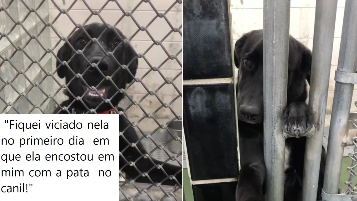 Cachorrinha encostava a pata pelas grades em todos que passavam na esperança de ser adotada ‘viajei mais de 30 horas de carro pra adotá-la’