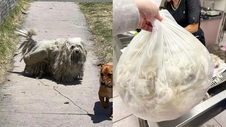 Cachorro-fica-irreconhecivel-apos-perder-dois-quilos-de-pelos-Um.jpg&w=1920&q=75 Cachorro fica irreconhecível após perder dois quilos de pelos: 'Um mundo novo'