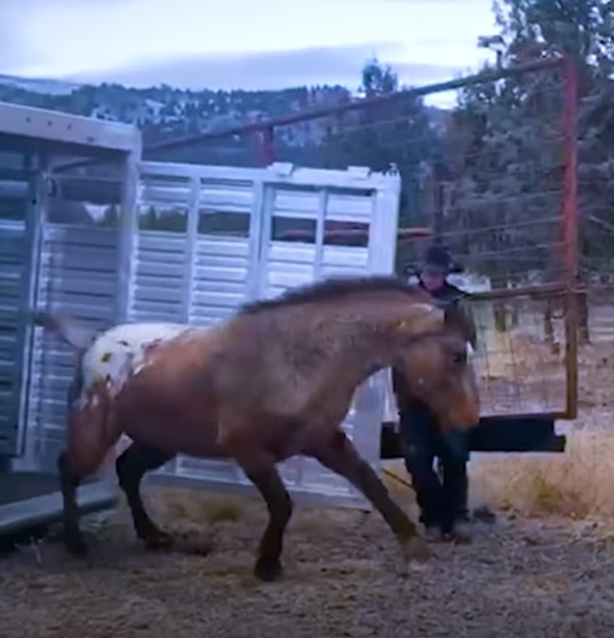 Cavalo selvagem tirado da “alma gêmea” anos atrás a vê no campo e não perde tempo em alcançá-la