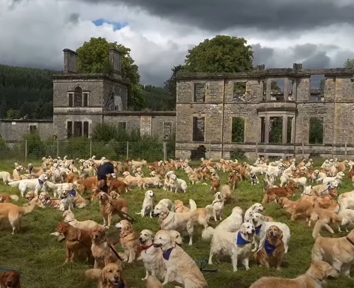 Centenas de Golden Retrievers se reúnem na Escócia de todo o mundo para seu aniversário