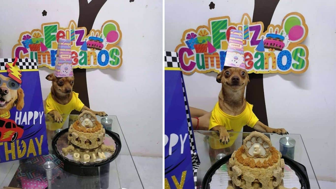 festa de aniversário cachorro