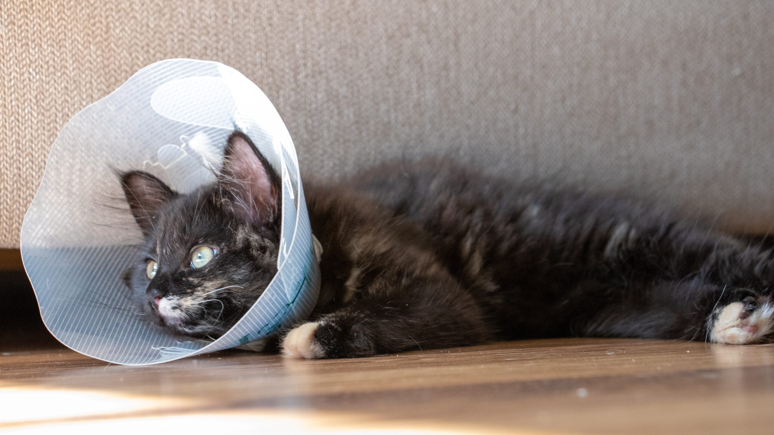 Dicas-para-lidar-com-o-temido-Cone-da-Vergonha-em Dicas para lidar com o temido "Cone da Vergonha" em gatos