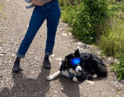 Doenca-ocular-nao-impede-cachorro-de-passear-com-seus-oculos Doença ocular não impede cachorro de passear com seus óculos estilosos – Blog Mundão Animal