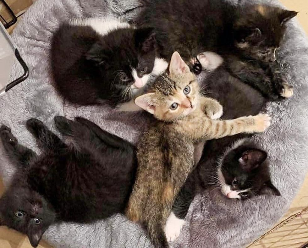 Familia-fica-surpresa-ao-encontrar-seis-gatinhos-em-uma-caixa Família fica surpresa ao encontrar seis gatinhos em uma caixa de flores e descobre que um gato os trouxe até lá