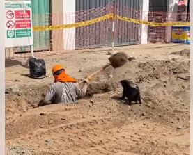 Filhote-de-cachorro-move-milhares-enquanto-da-a-seu-humano Filhote de cachorro move milhares enquanto dá a seu humano uma "mãozinha" no trabalho