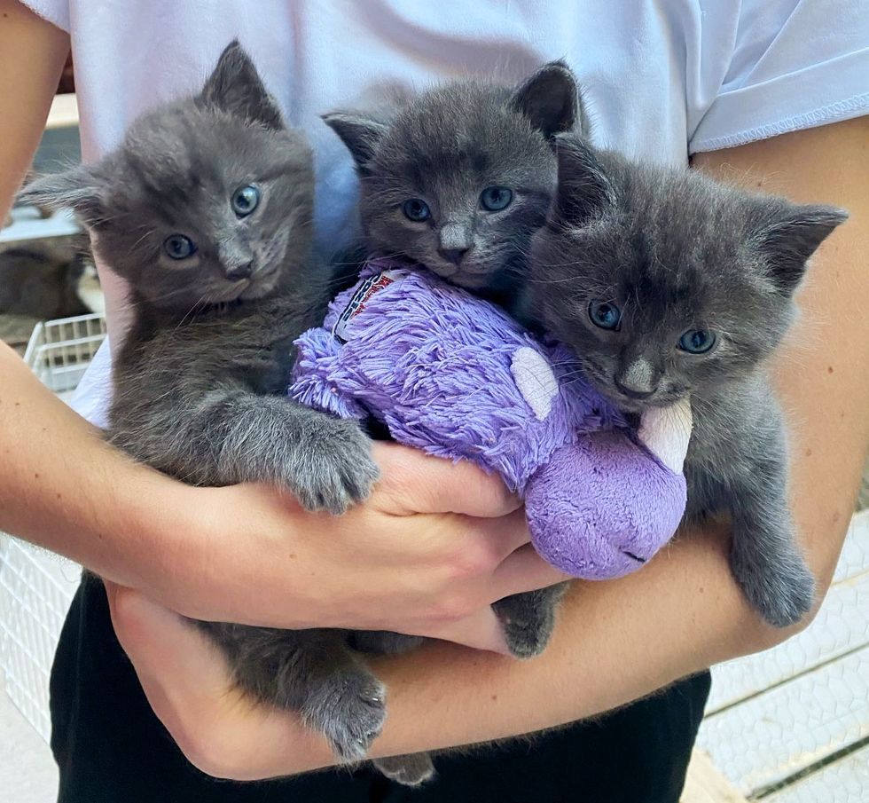 Gata-entra-na-caixa-pronta-para-se-mudar-para-dentro Gata entra na caixa pronta para se mudar para dentro de casa, para que seus três gatinhos possam ter o que ela não pode fornecer