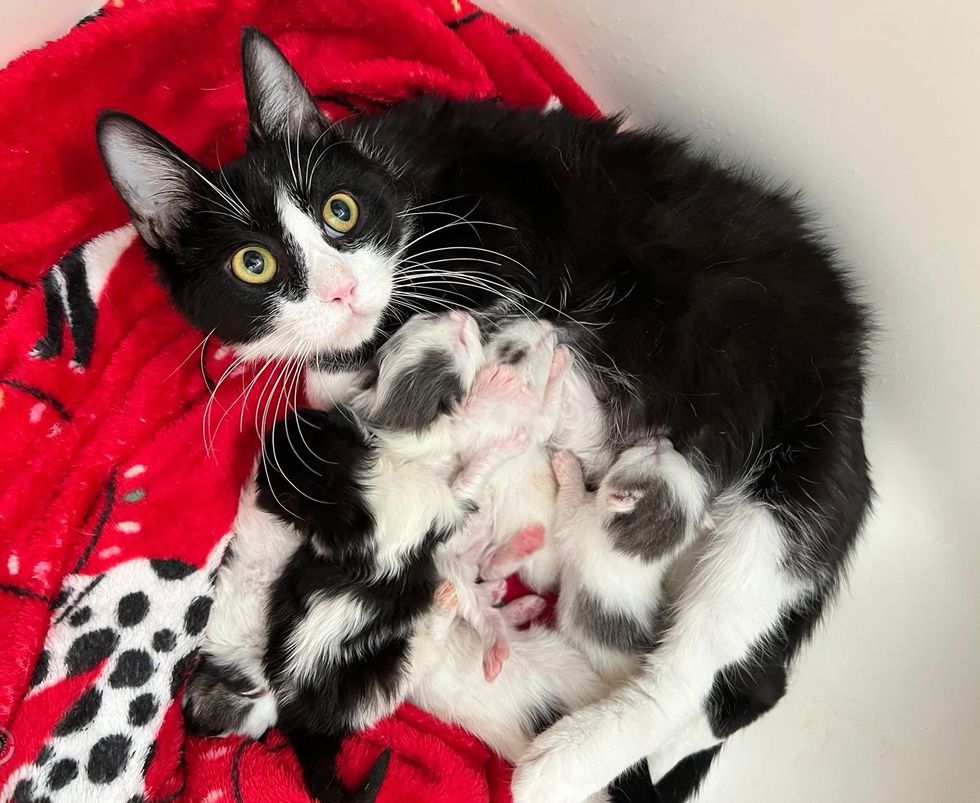 Gata-tagarela-chega-a-vizinhanca-pedindo-ajuda-pouco-depois-de Gata tagarela chega à vizinhança pedindo ajuda, pouco depois de gentil mulher deixá-la entrar, ela tem gatinhos