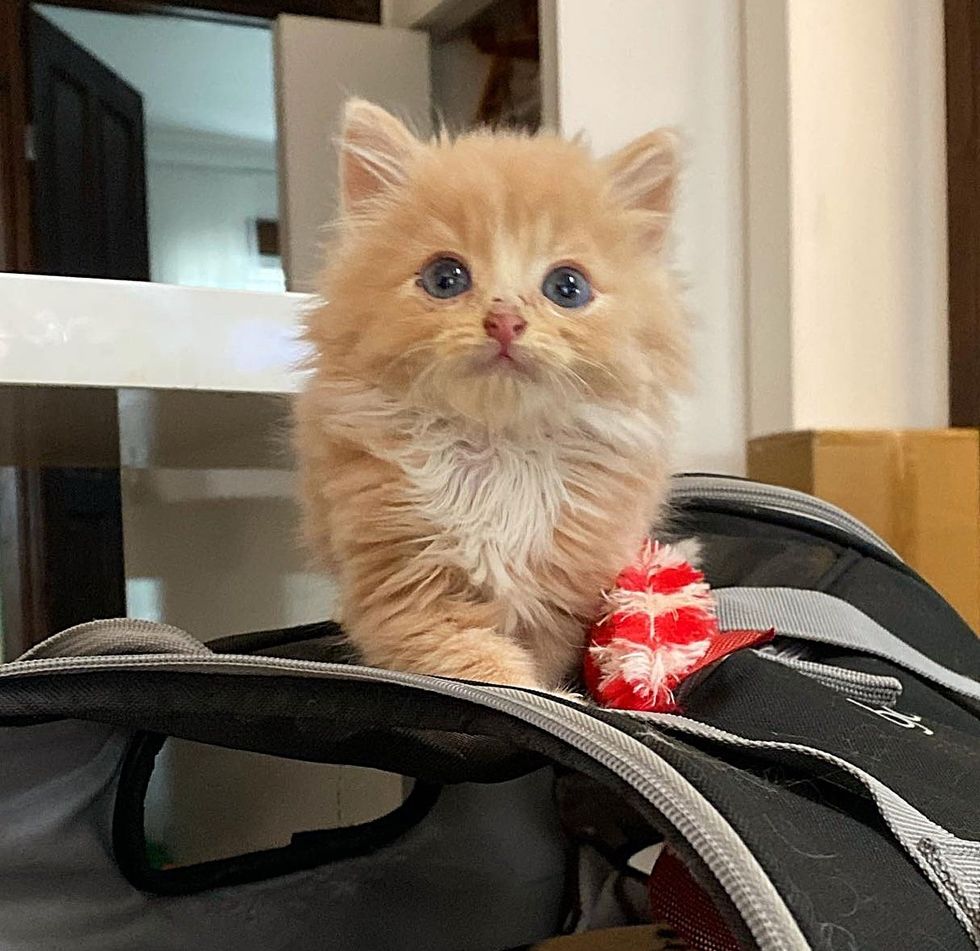 Gatinho-avistado-na-beira-da-estrada-agora-tem-um-amigo Gatinho avistado na beira da estrada agora tem um amigo gato para se apoiar o tempo todo, graças a muitos voluntários