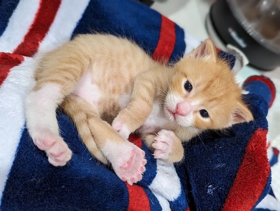 Gatinho-chamado-Macarrao-tem-muitos-dedos-encontra-uma-pessoa-gentil Gatinho chamado 'Macarrão' tem muitos dedos, encontra uma pessoa gentil para ajudá-lo para que ele possa correr como outros gatinhos