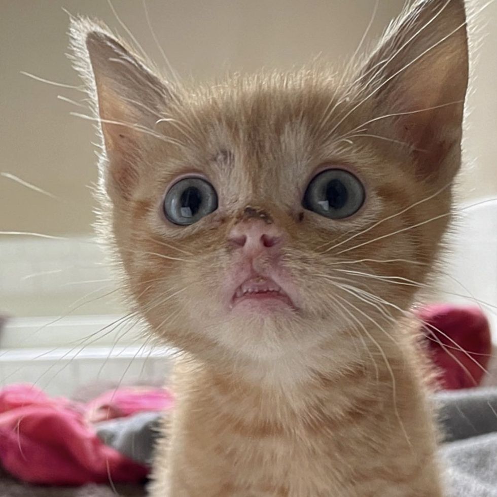 Gatinho-com-labio-de-Elvis-solta-o-miado-mais-chorao Gatinho com 'lábio de Elvis' solta o miado mais chorão quando encontra a pessoa que estava esperando