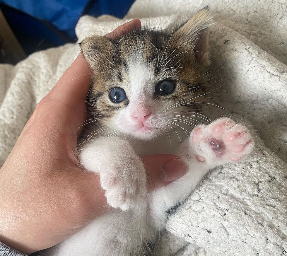 Gatinho-deixado-para-tras-em-um-capacho-e-levado-para Gatinho deixado para trás em um capacho é levado para uma casa onde os gatos residentes decidem ajudar