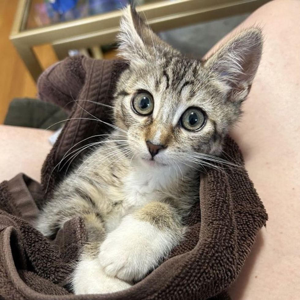 Gatinho-estava-deitado-ao-lado-de-uma-parede-esperando-que Gatinho estava deitado ao lado de uma parede, esperando que alguém o notasse, dias depois sua vida mudou completamente