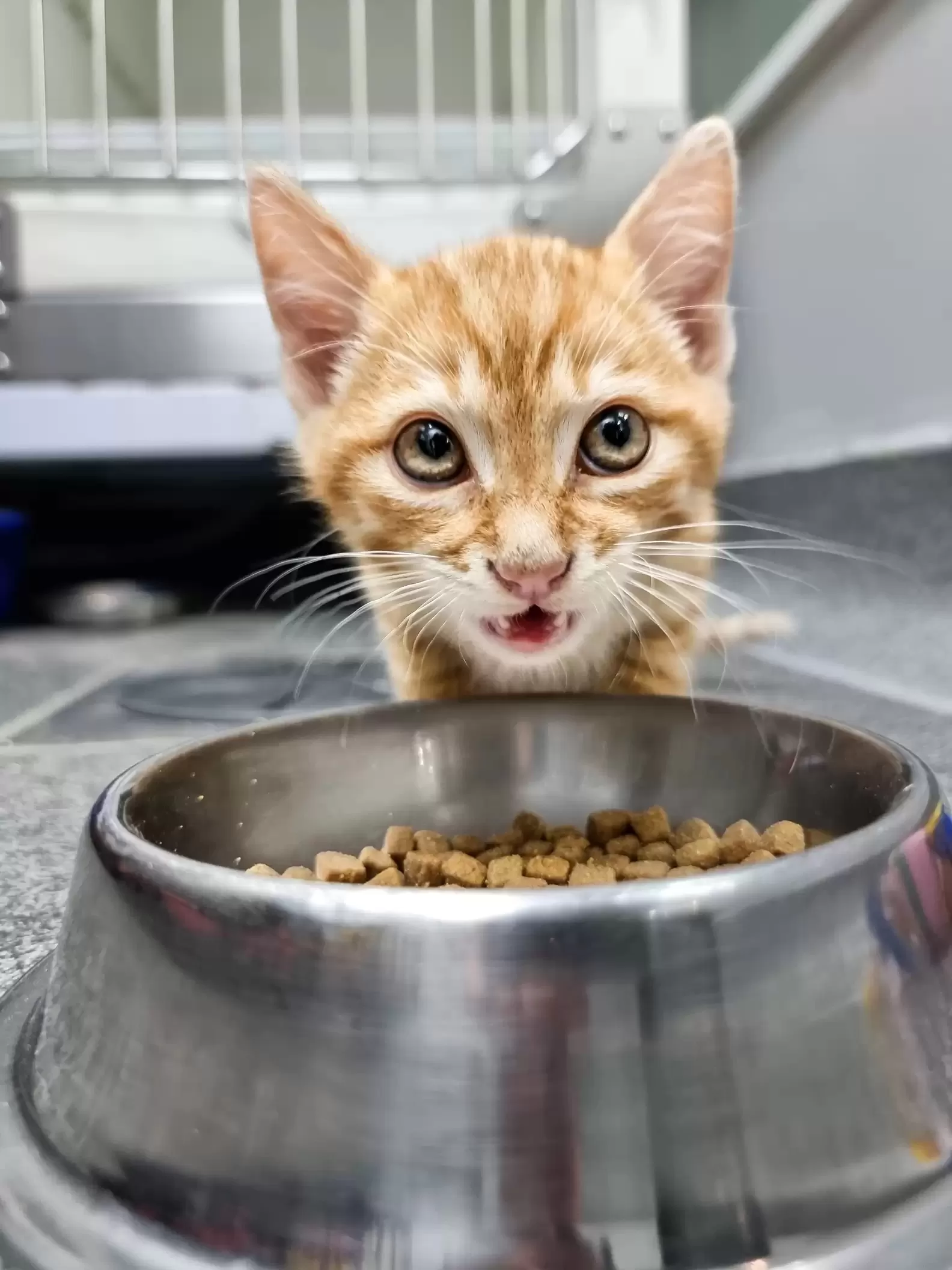 Gatinho-foge-da-gaiola-para-consolar-caozinho-doente.webp Gatinho foge da gaiola para consolar cãozinho doente