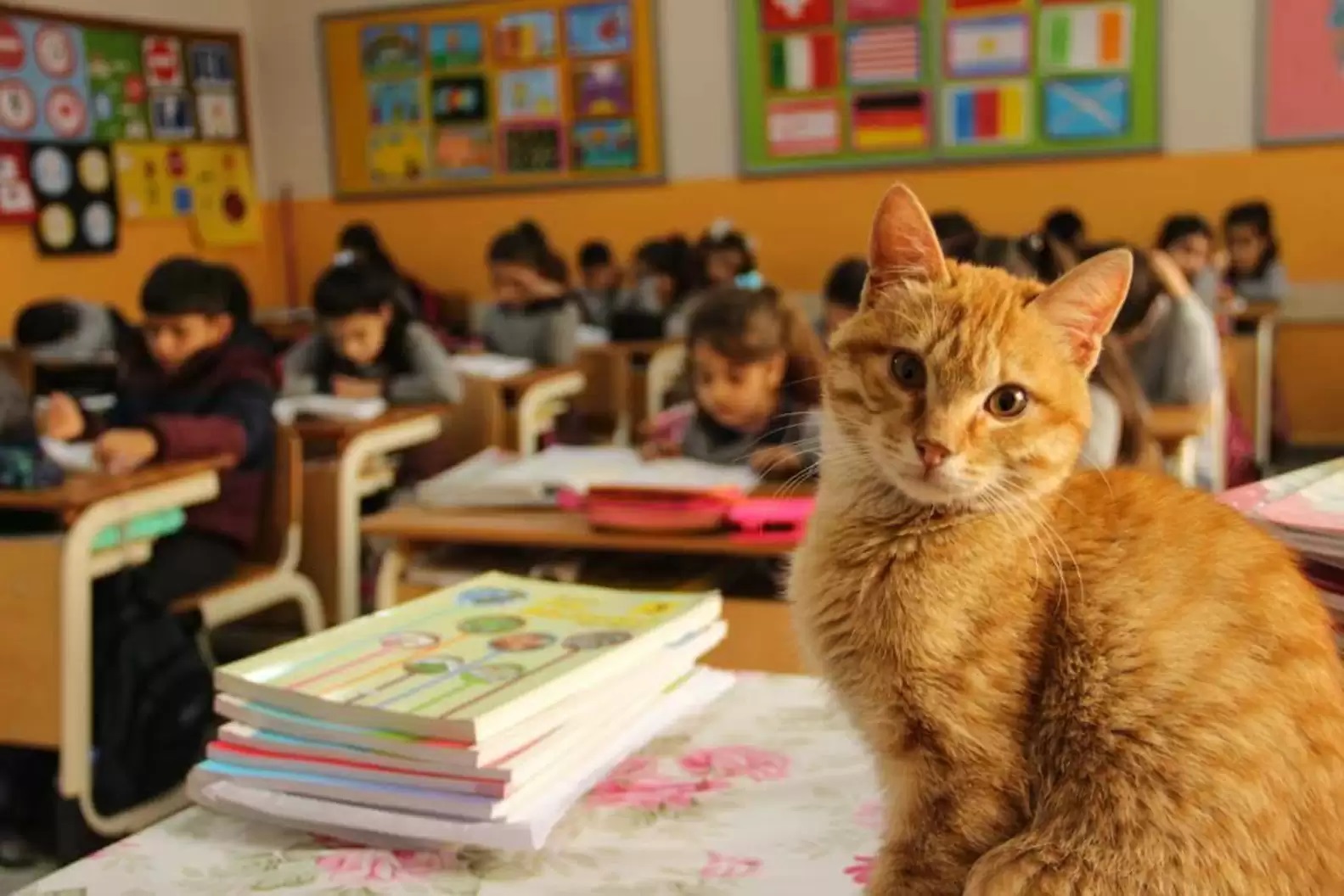 Gatinho-invade-aula-da-3a-serie-e-decide-que-vai Gatinho invade aula da 3ª série e decide que vai ficar para sempre