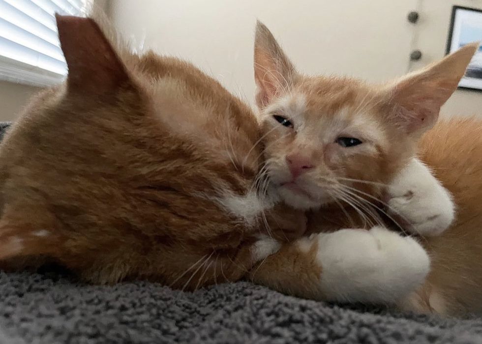 Gato-brilha-quando-nao-esta-mais-do-lado-de-fora Gato brilha quando não está mais do lado de fora e começa a gostar de gatinhos, um deles é obcecado por ele