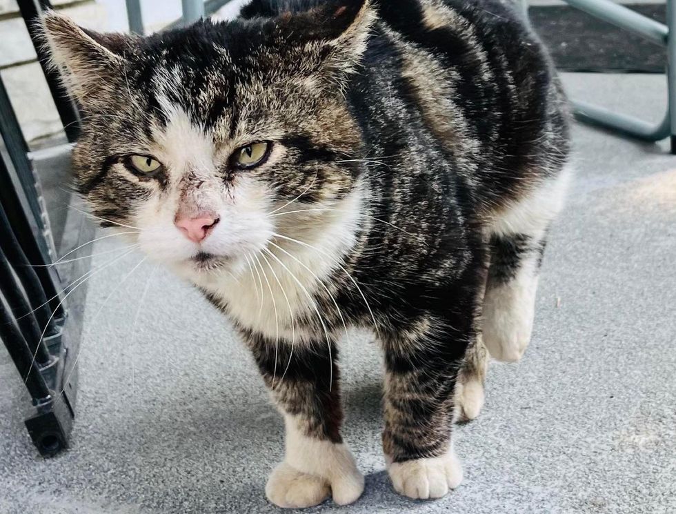 Gato-manca-ate-a-frente-de-uma-casa-e-comeca Gato manca até a frente de uma casa e começa a dormir lá até que alguém o tire das ruas para sempre