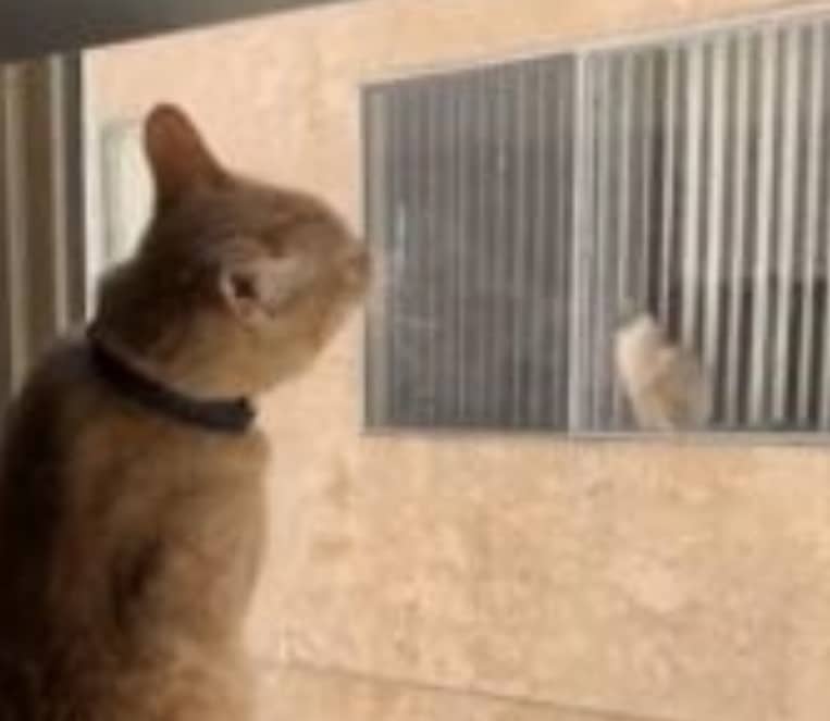 Gato se apaixona pelo gato do vizinho e dono vê mensagem na janela do vizinho