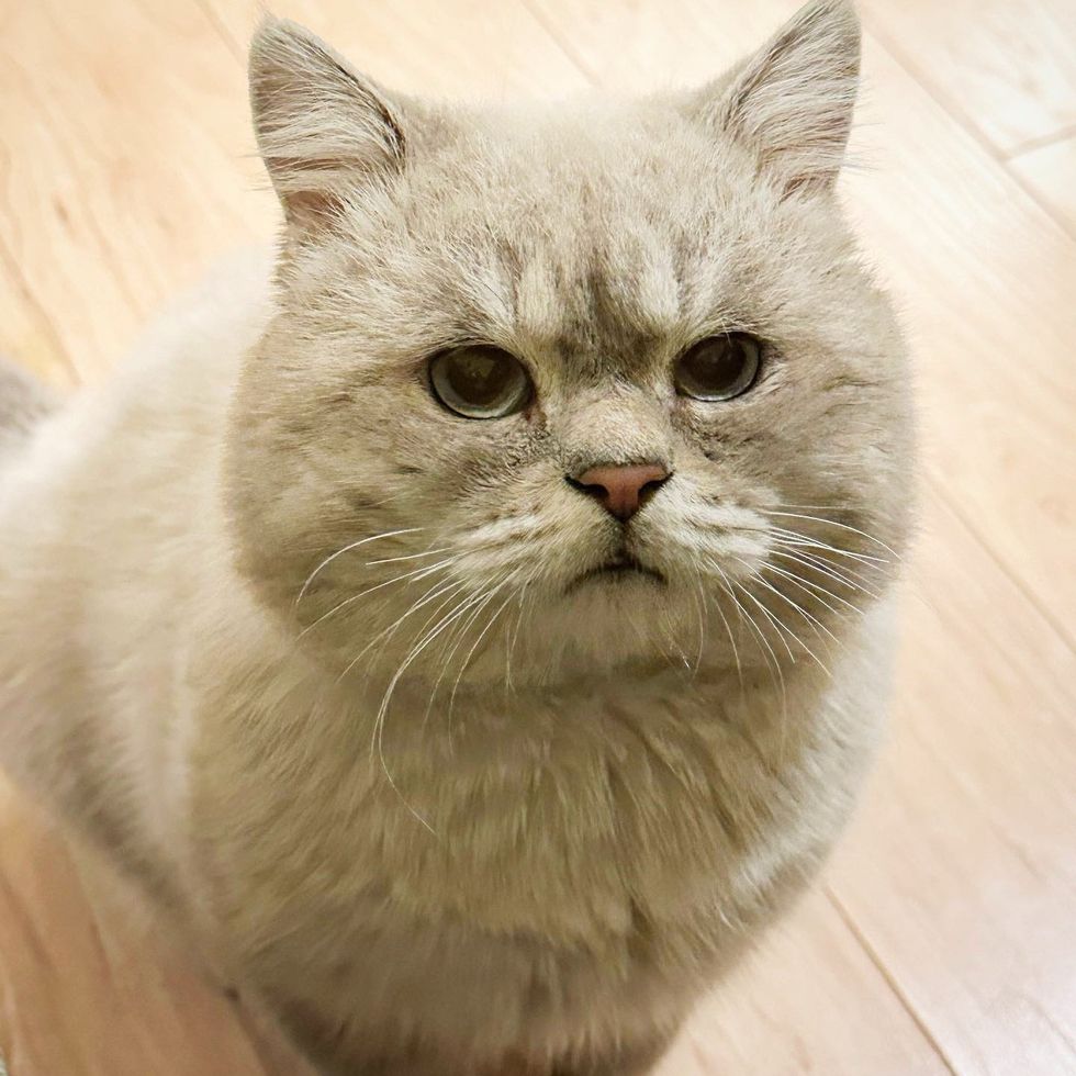 Gato-vagando-sem-rumo-do-lado-de-fora-se-depara Gato vagando sem rumo do lado de fora se depara com pessoas que não desistem dele, eles mudam sua vida