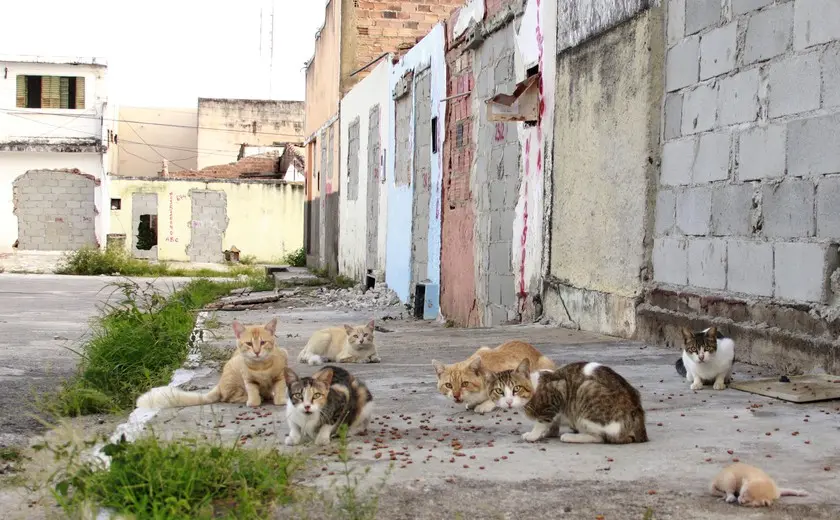 ONG-denuncia-abandono-de-mais-de-1100-animais-pela-Braskem.jpg&w=1920&q=75 ONG denuncia abandono de mais de 1.100 animais pela Braskem em Maceió (AL)