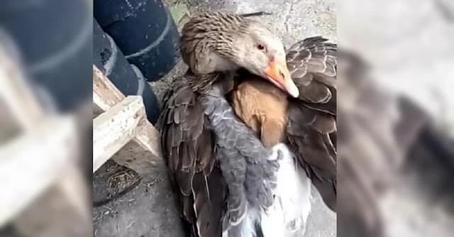 Pato não hesita em aconchegar um cachorrinho sob suas asas depois de ser abandonado por sua mãe.