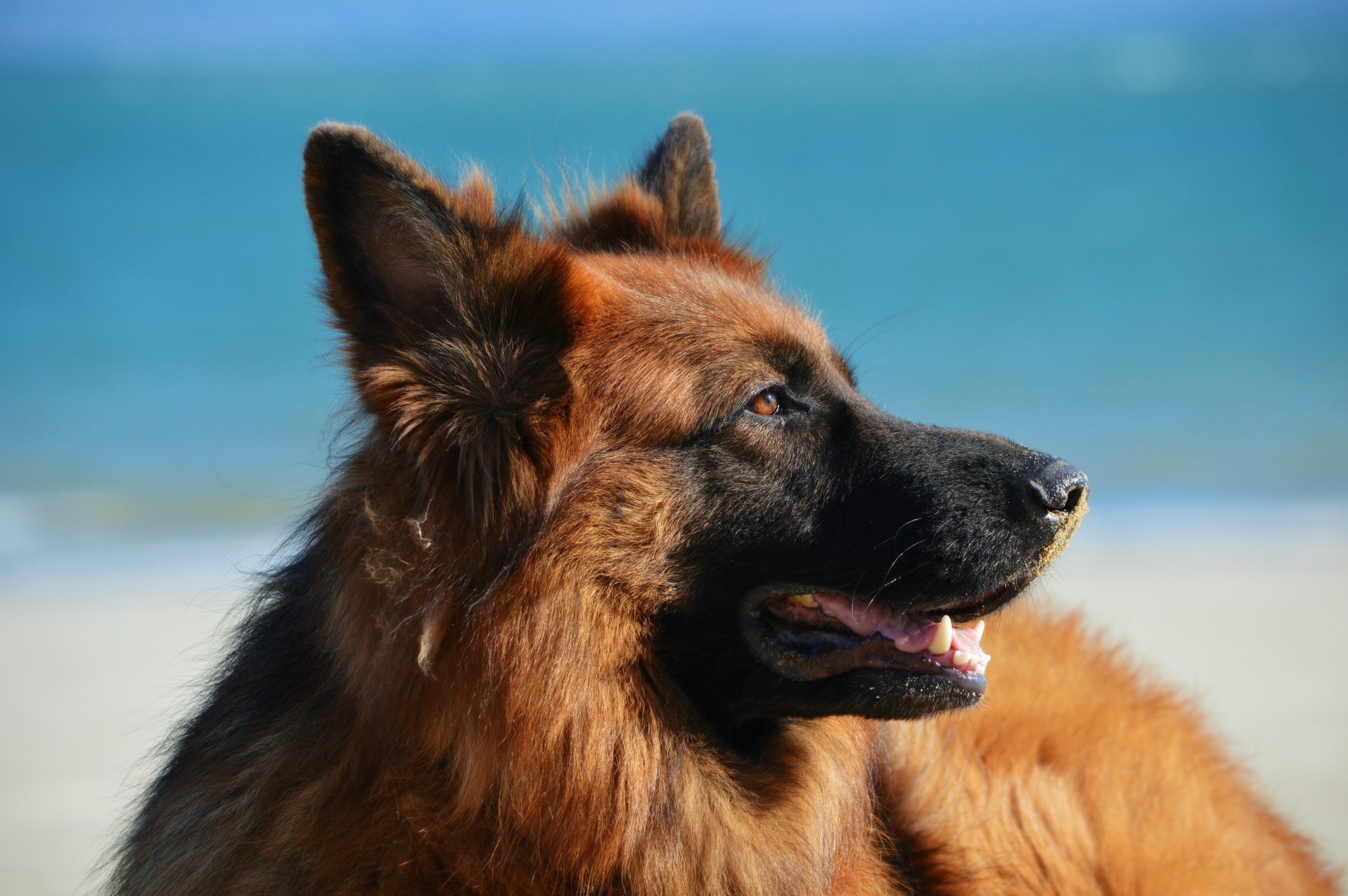 Qual-e-o-melhor-cao-de-guarda Qual é o melhor cão de guarda?