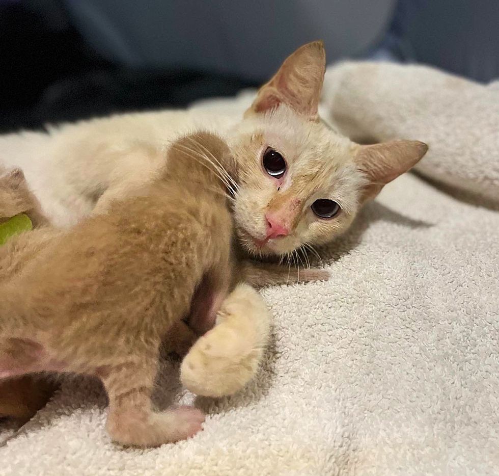 Residente-percebe-que-gato-muda-de-gordo-para-magro-durante Residente percebe que gato muda de gordo para magro durante a noite e percebe que há gatinhos perto de sua casa