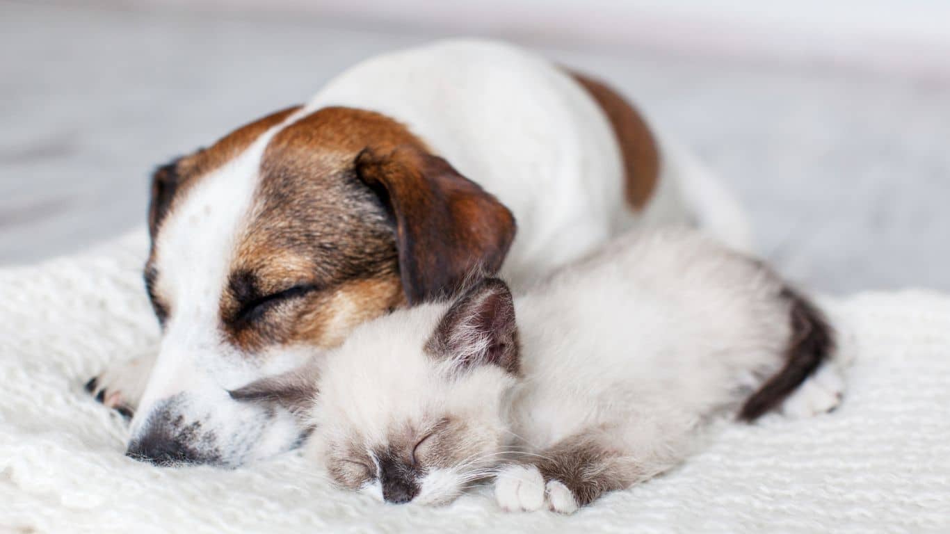 Confira 6 dicas para prevenir a obesidade em cães e gatos