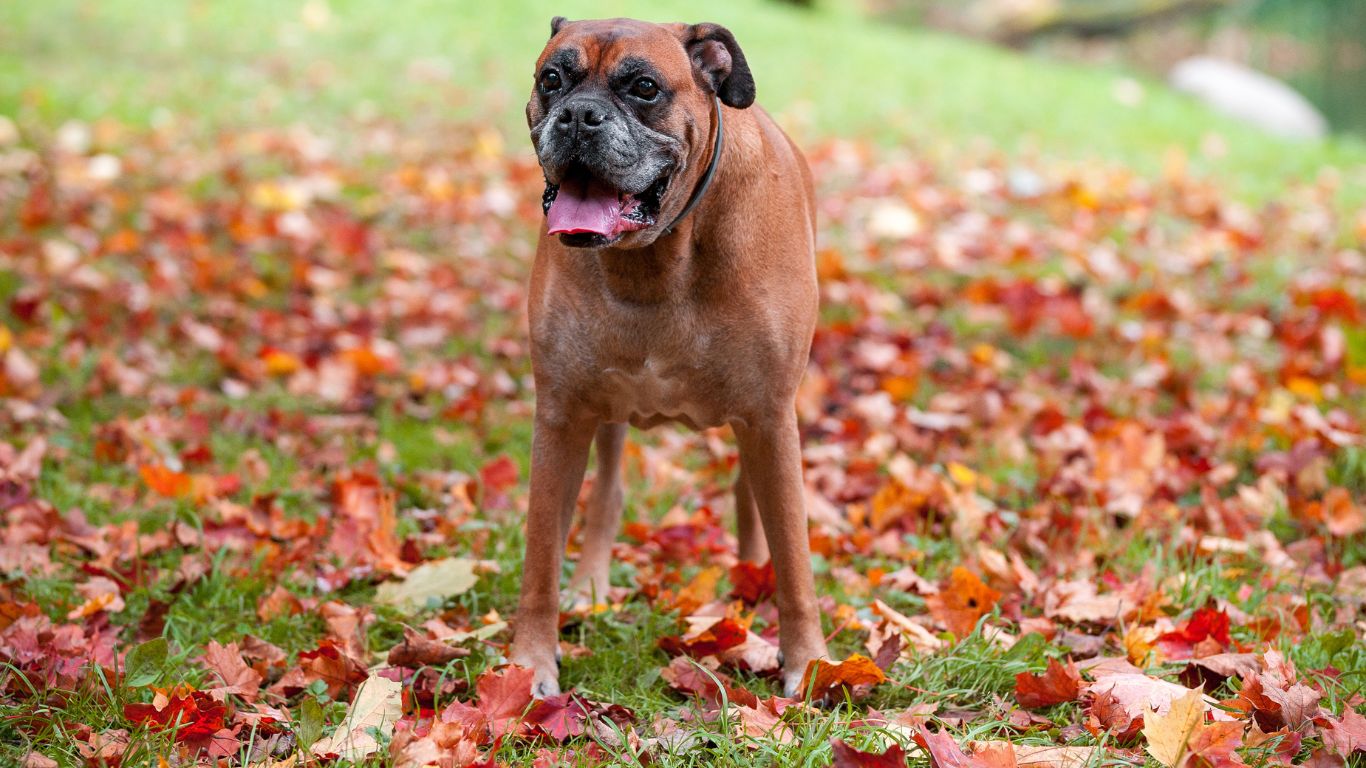 Conheça tudo sobre o adorável cachorro da raça Boxer