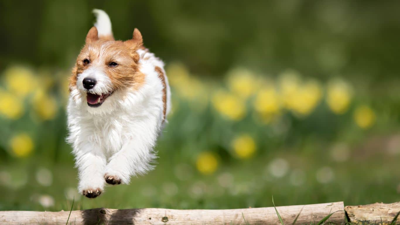 Descubra 6 dicas de exercícios para cachorro emagrecer